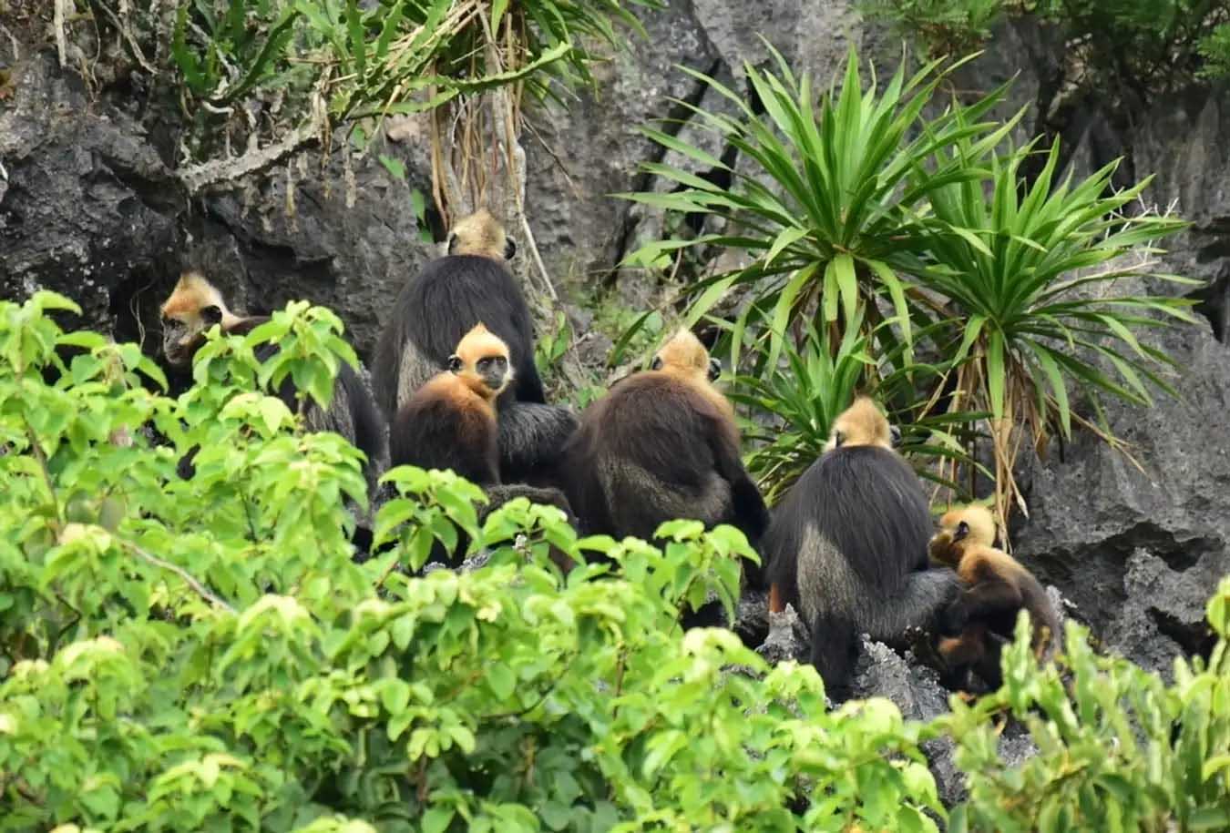 Hiking In Cat Ba National Park